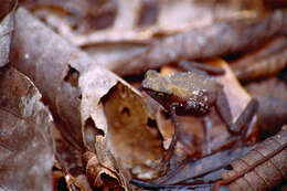 Image of Central Coast Stubfoot Toad