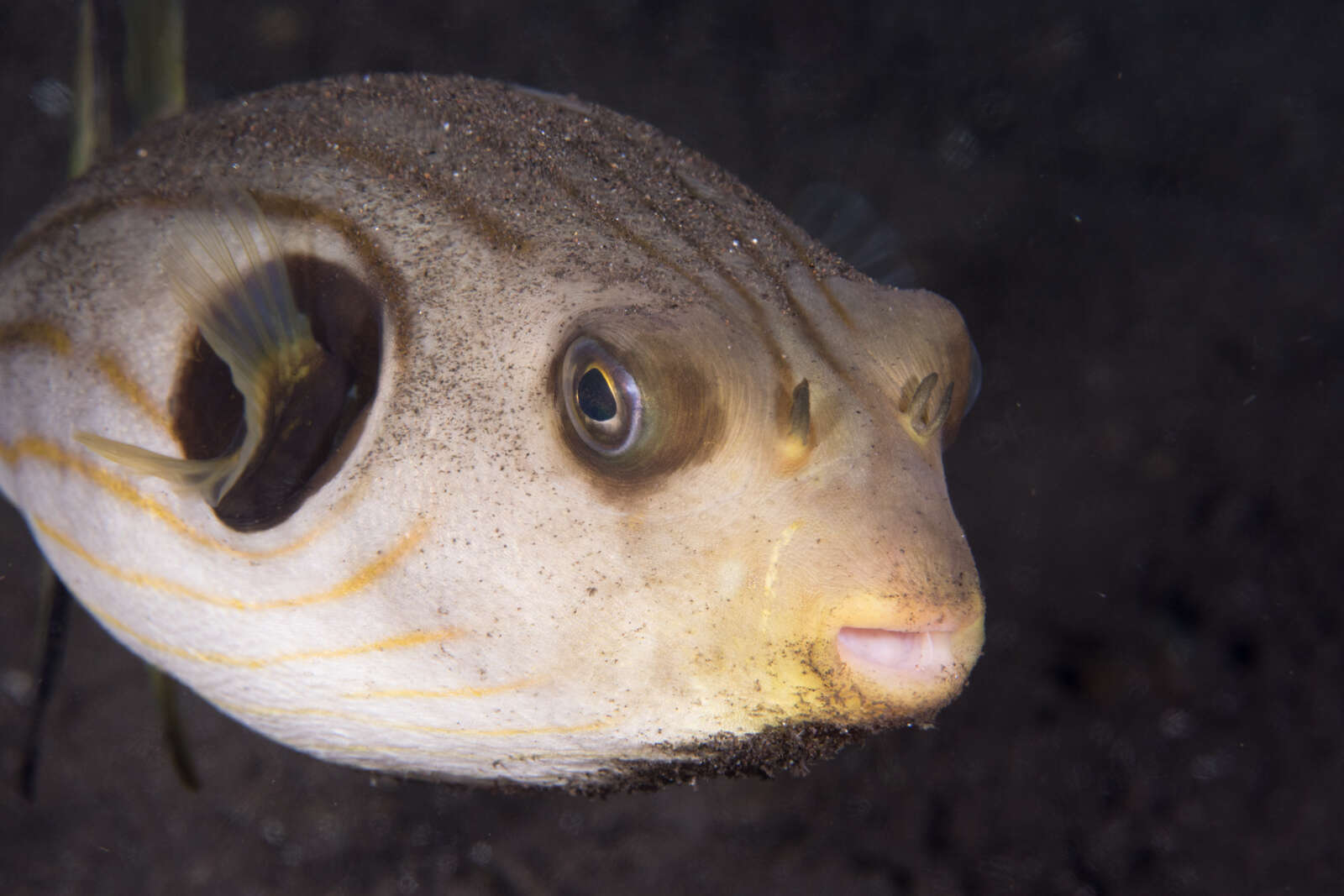 Image of Narrow-lined Puffer