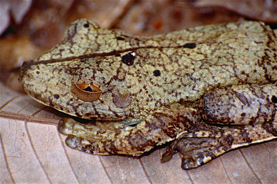 Image of Rusty Treefrog