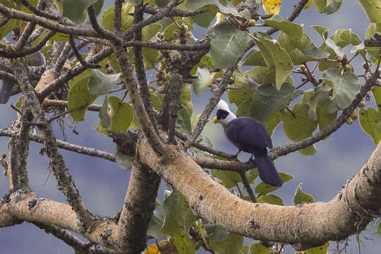 Image of White-crested Turaco