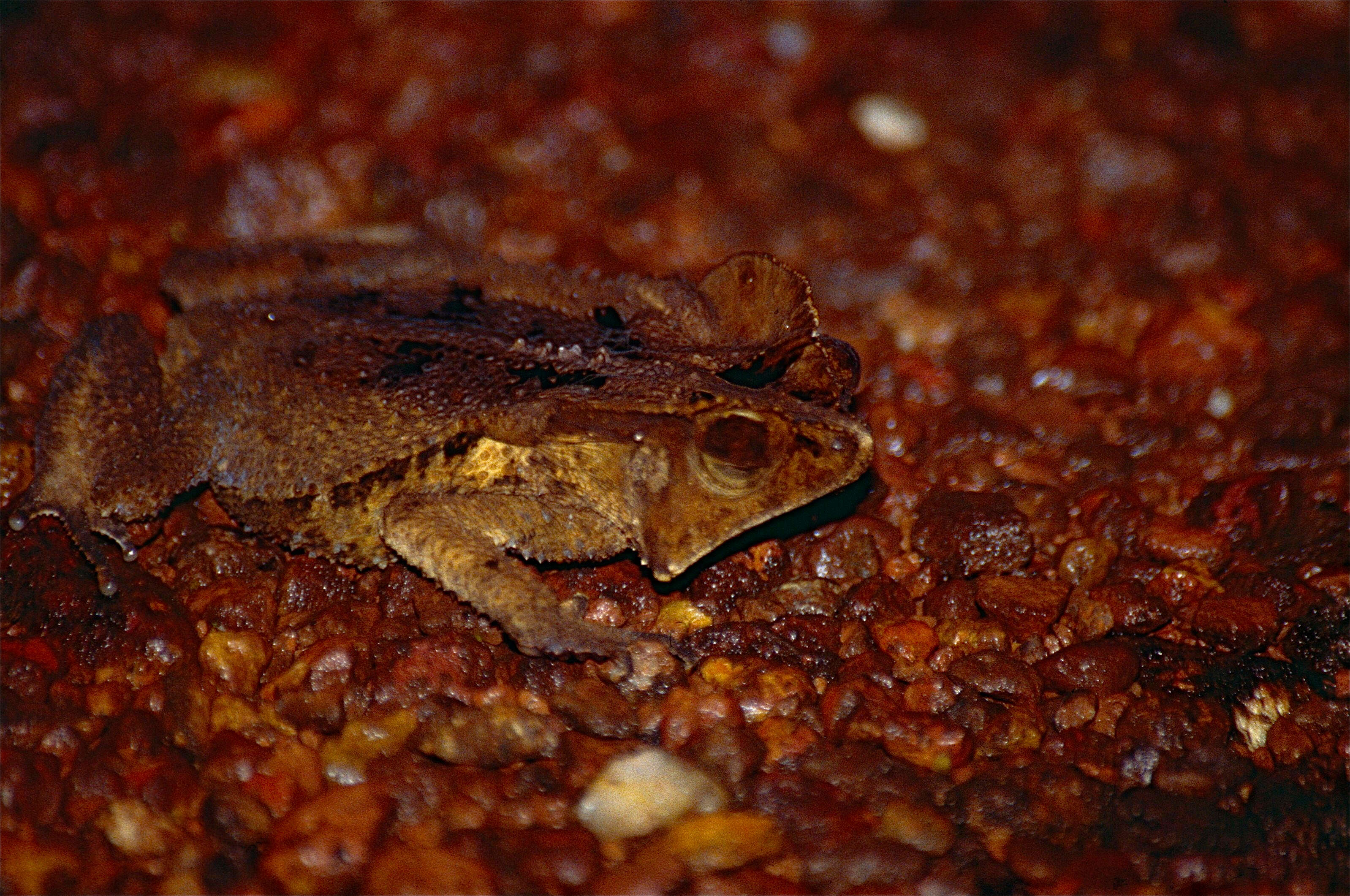 Image of Rhinella margaritifera (Laurenti 1768)