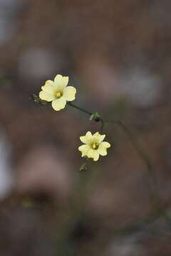 Image of rock flax