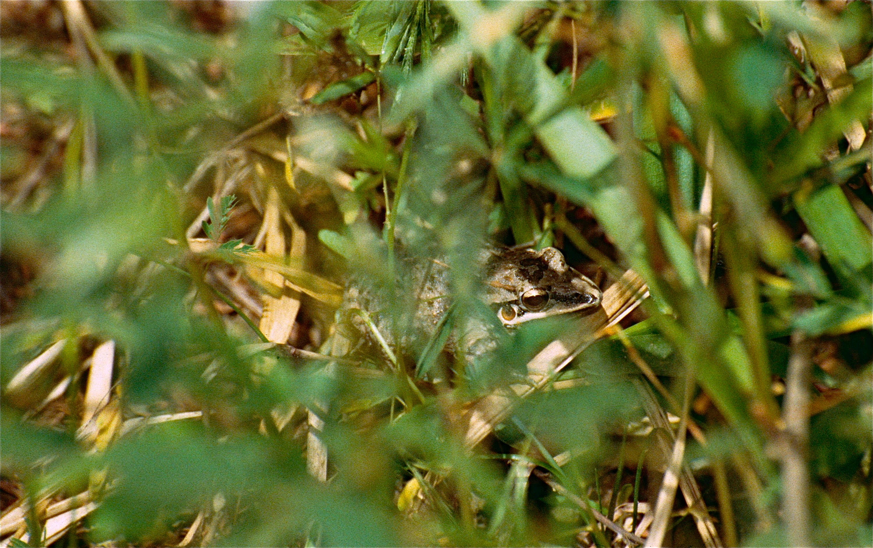 Image of rufous frog