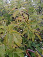 صورة Mandevilla foliosa (Müll. Arg.) Hemsl.