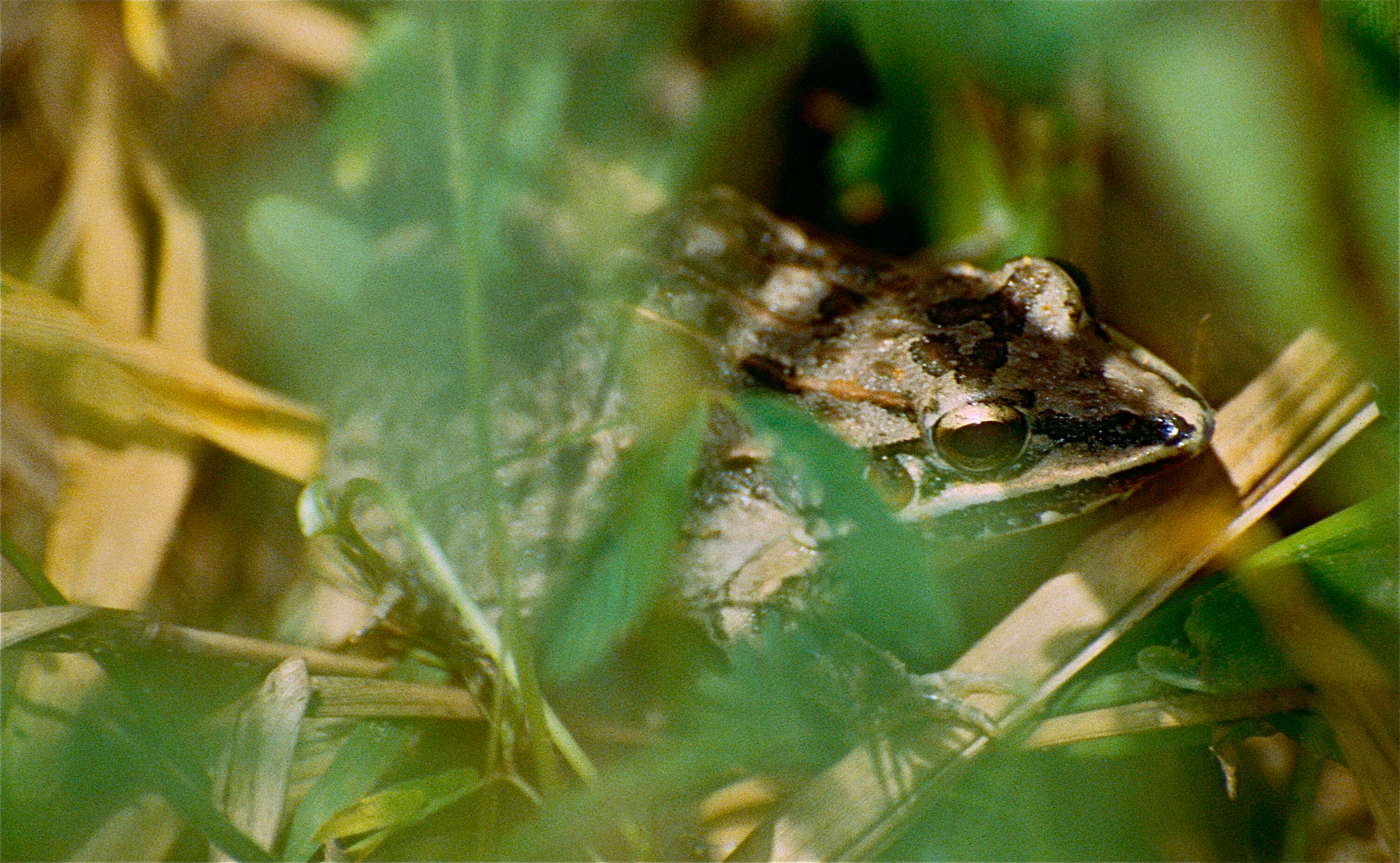 Image of rufous frog