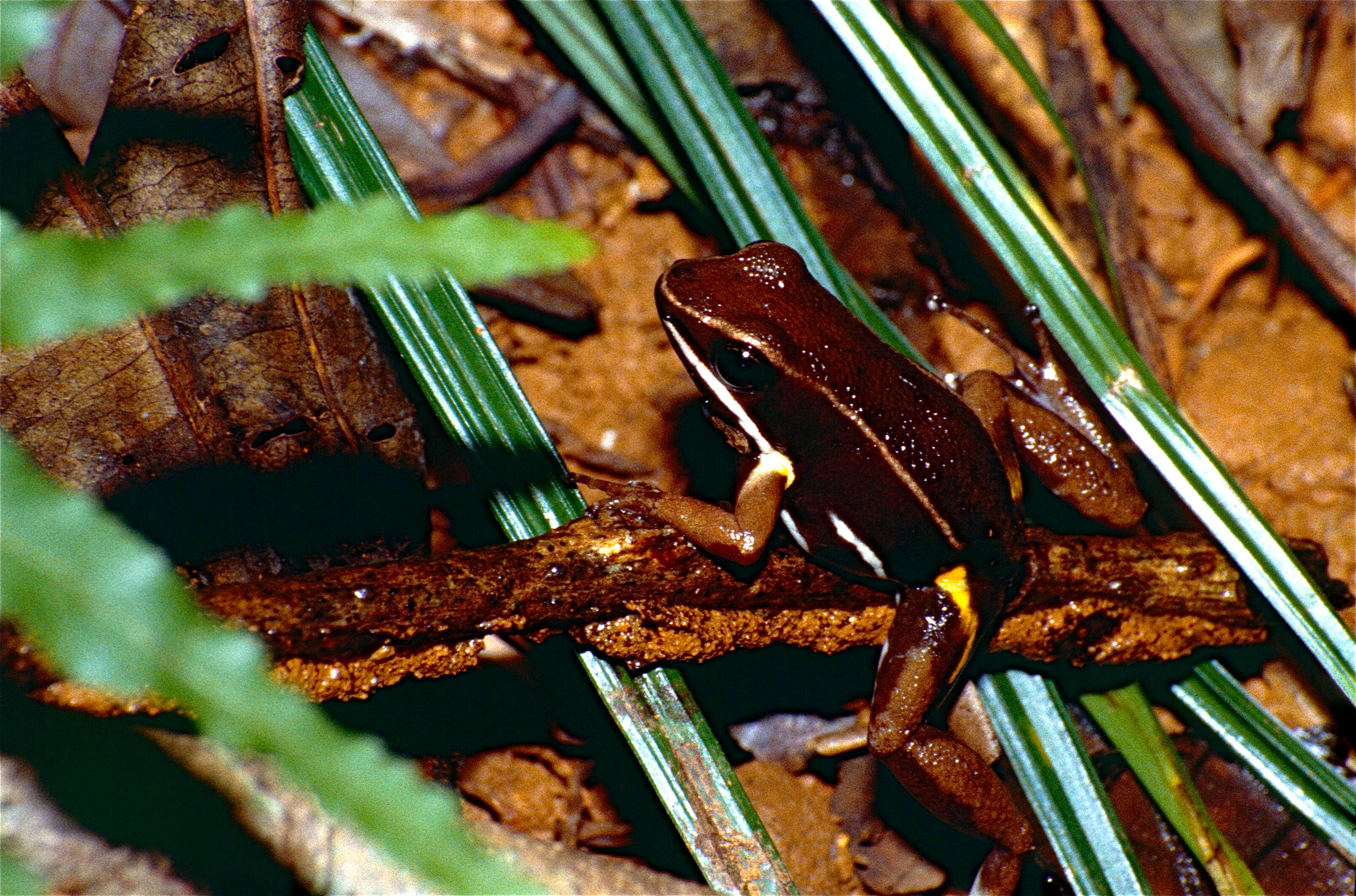 Image of Brilliant-thighed Poison Frog