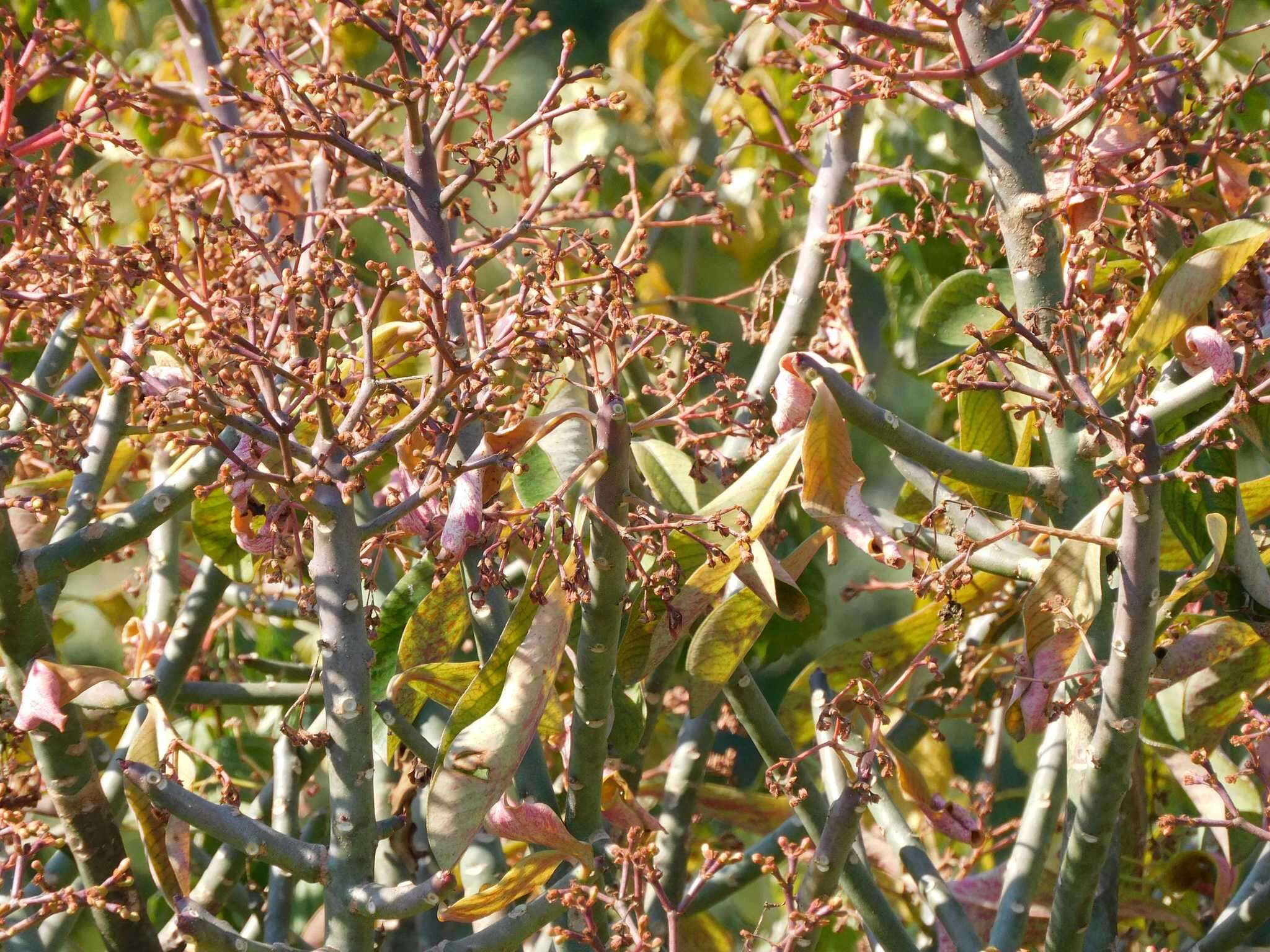 Image of Euphorbia cupularis Boiss.