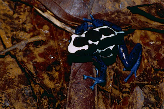 Image of Dyeing Poison Frog