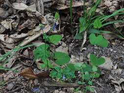 Image of Aquilegia dumeticola Jord.