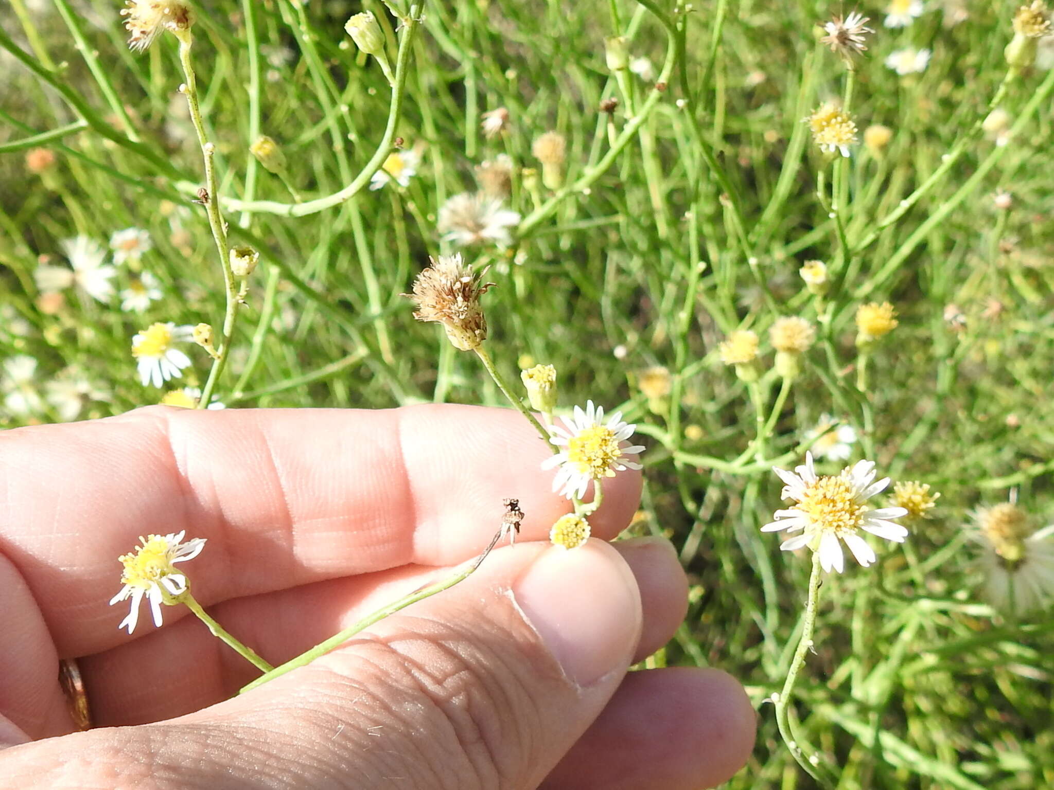 Image of Mexican-Devilweed