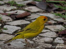 Image of Sicalis flaveola brasiliensis (Gmelin & JF 1789)