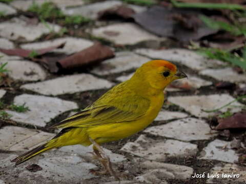 Image of Sicalis flaveola brasiliensis (Gmelin & JF 1789)