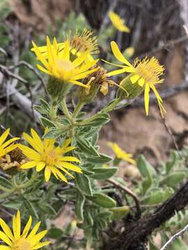 Image of <i>Heterotheca angustifolia</i> (Nutt.) Shinners