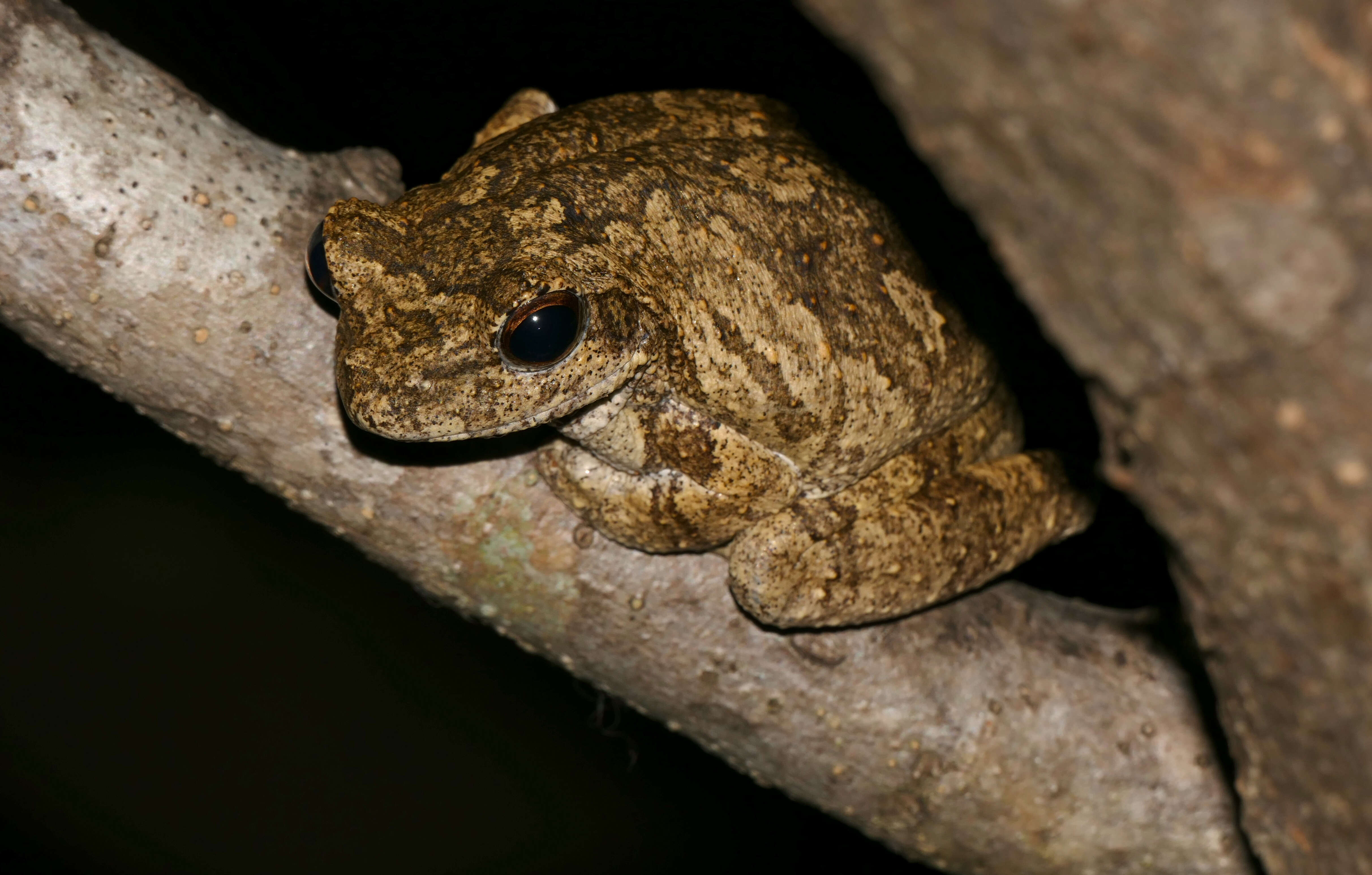 Image de Chiromantis xerampelina Peters 1854