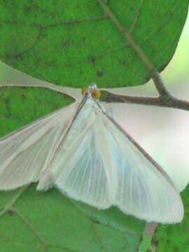 Image of Satin White Moth