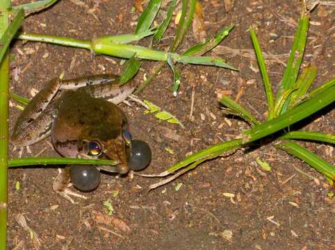 Image of Anchieta's Ridged Frog