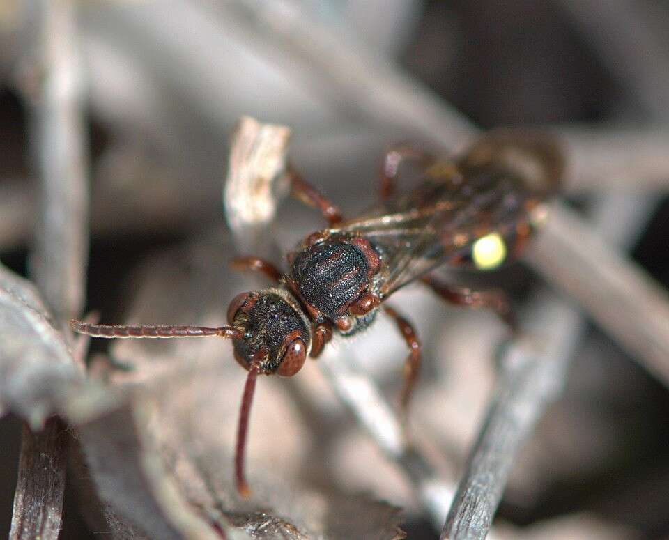 Image of Nomada fusca Schwarz 1986