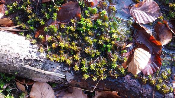 Image of Cow-horn Bog-moss