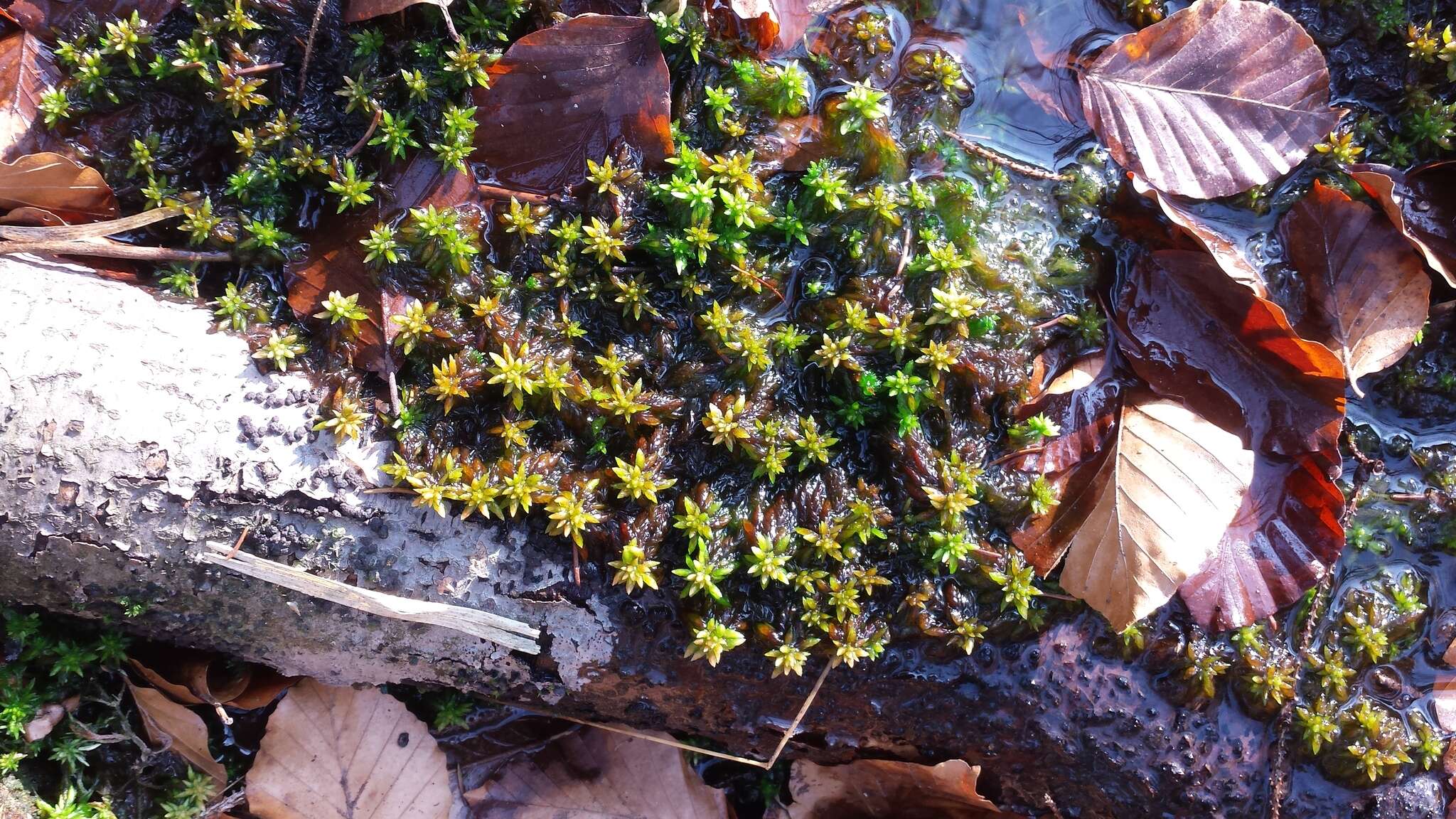 Sphagnum denticulatum Bridel 1826的圖片