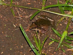 Image of Anchieta's Ridged Frog