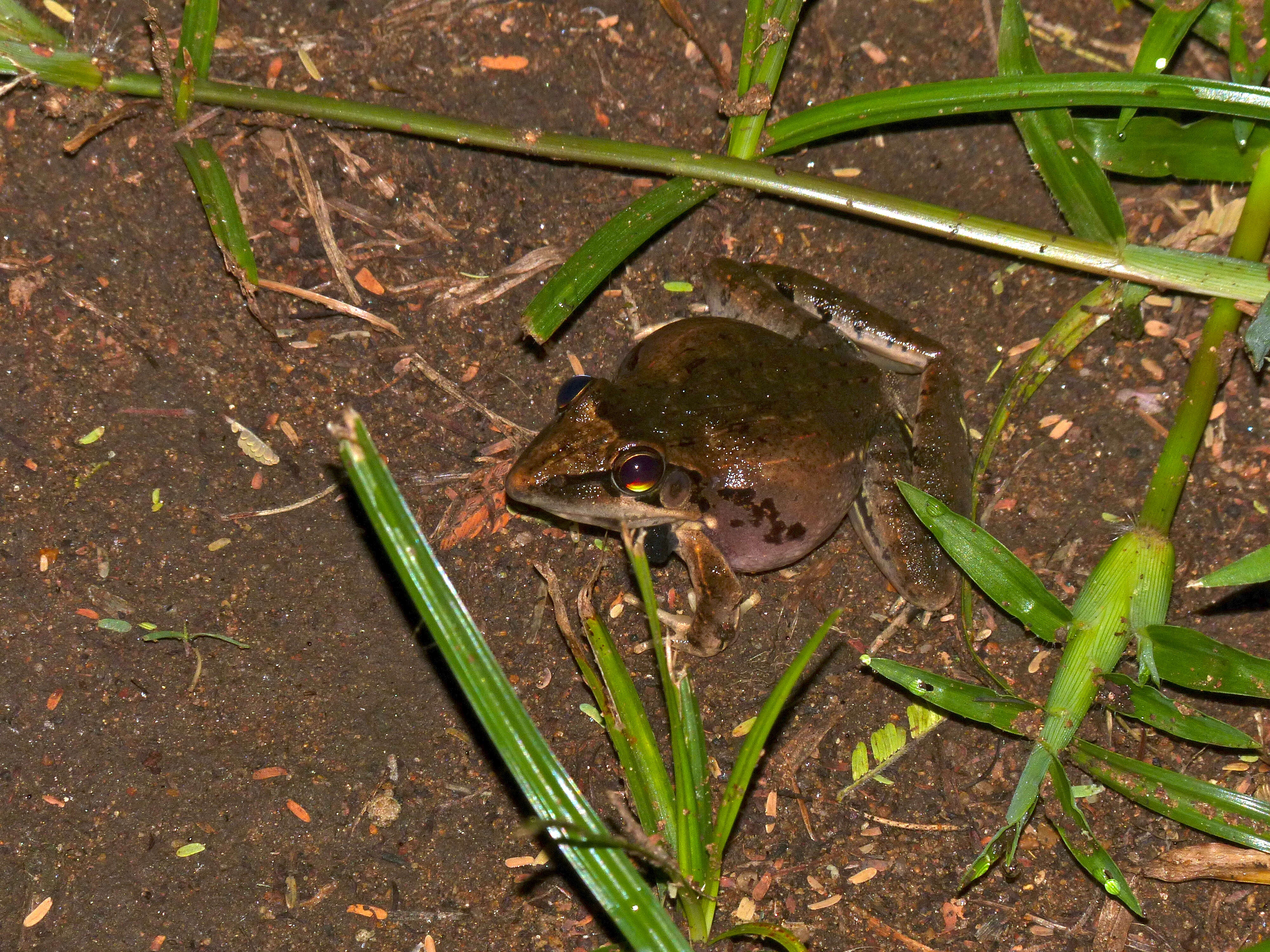 Image of Anchieta's Ridged Frog