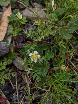 Image de Fragaria nilgerrensis subsp. nilgerrensis