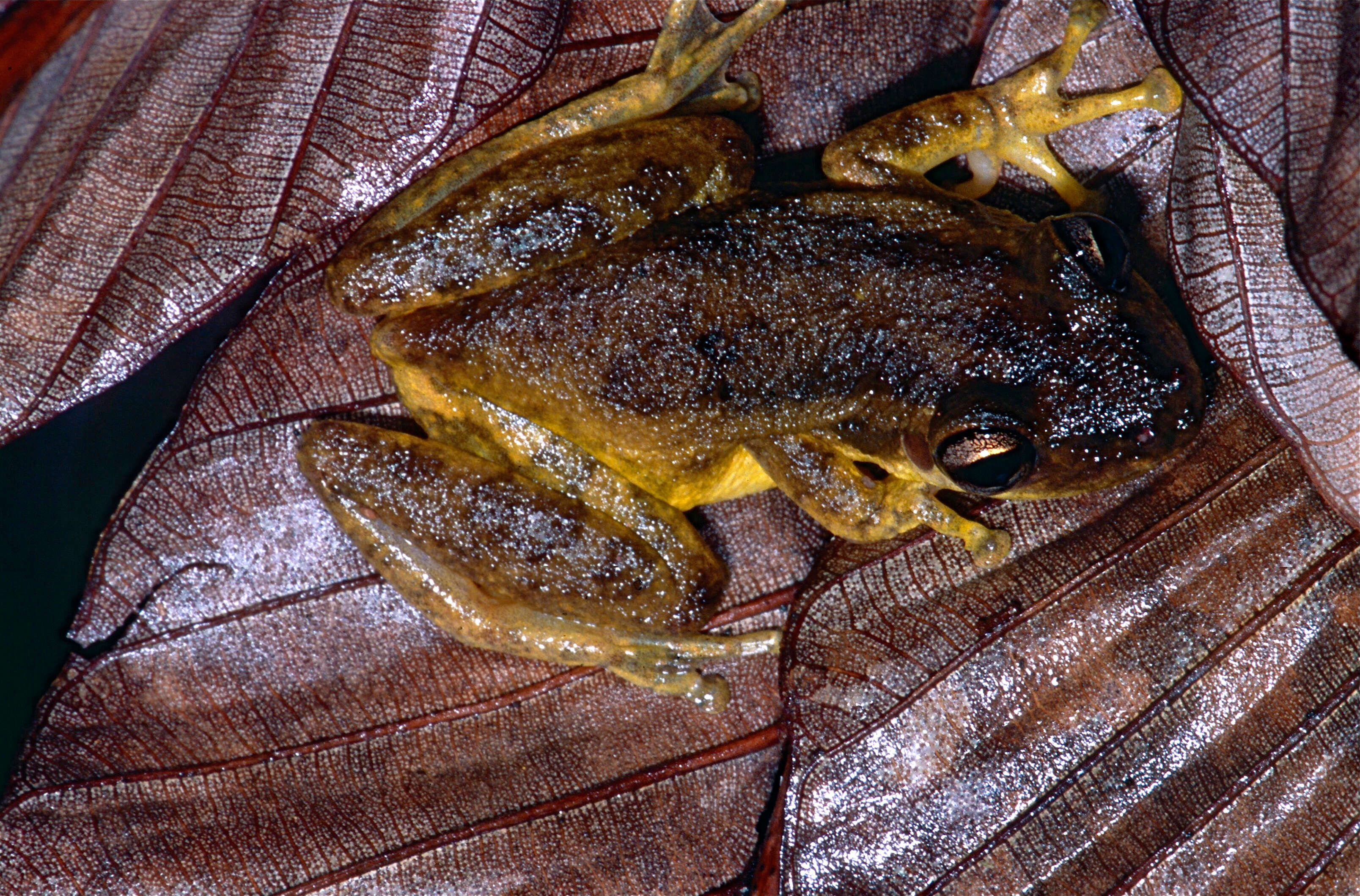 Image of Allen's Snouted Treefrog