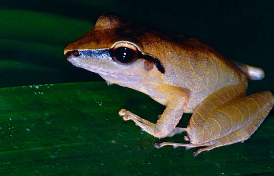 Image of Pristimantis chiastonotus (Lynch & Hoogmoed 1977)