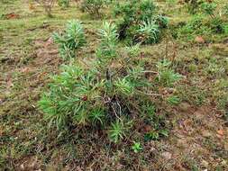 Image of Protea caffra subsp. caffra