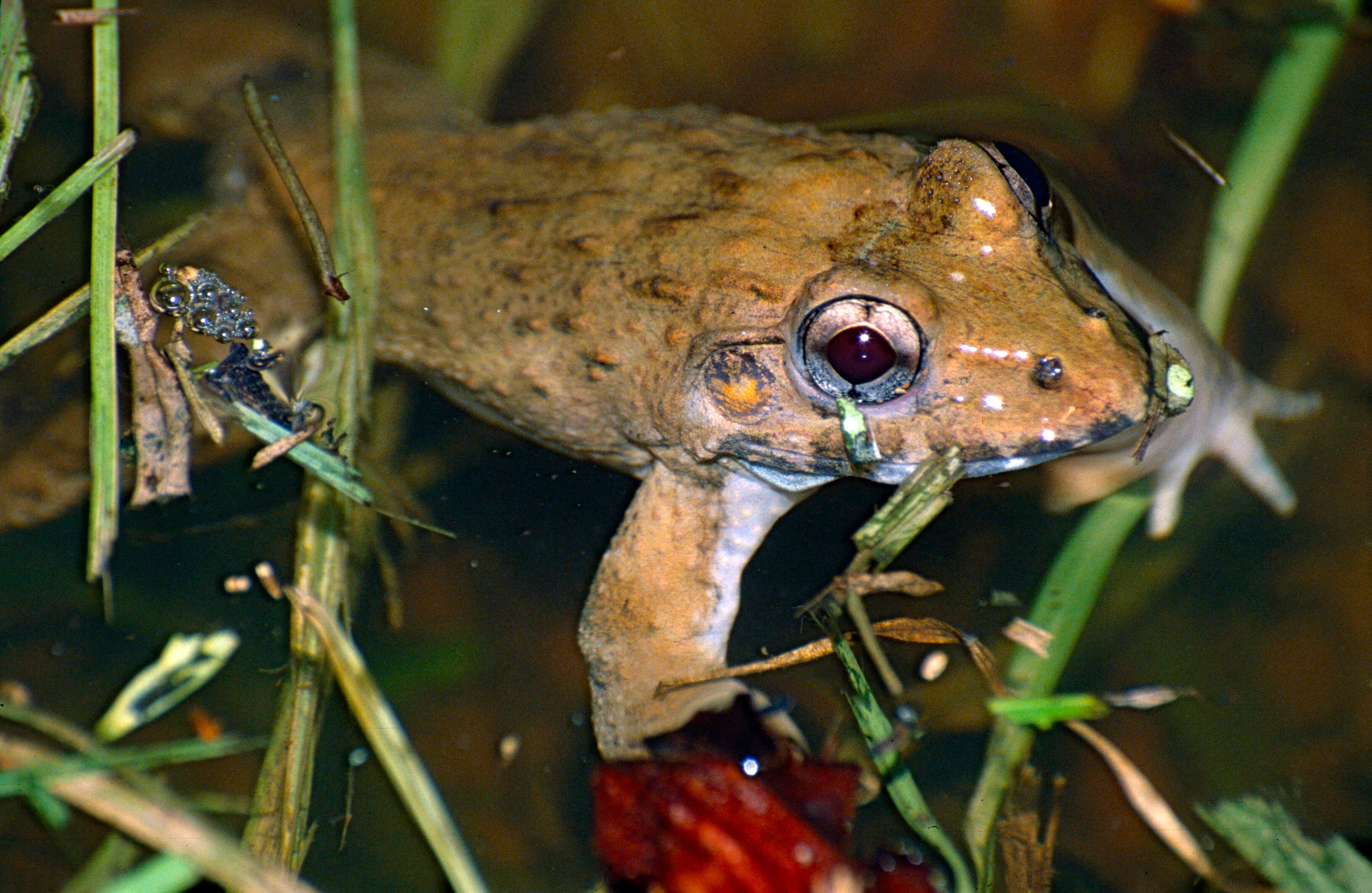 Image of Asian Brackish Frog