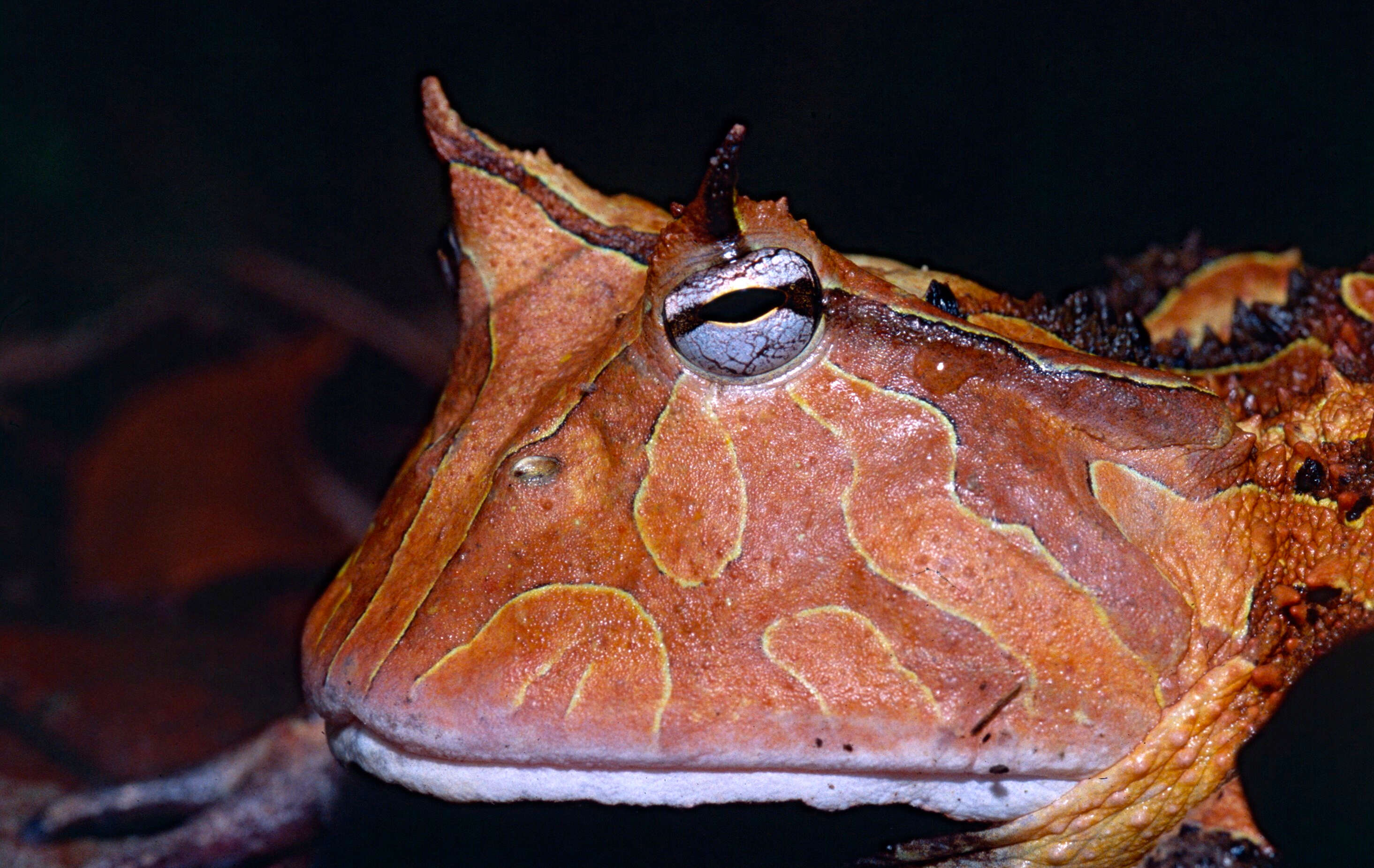 Imagem de Ceratophrys cornuta (Linnaeus 1758)