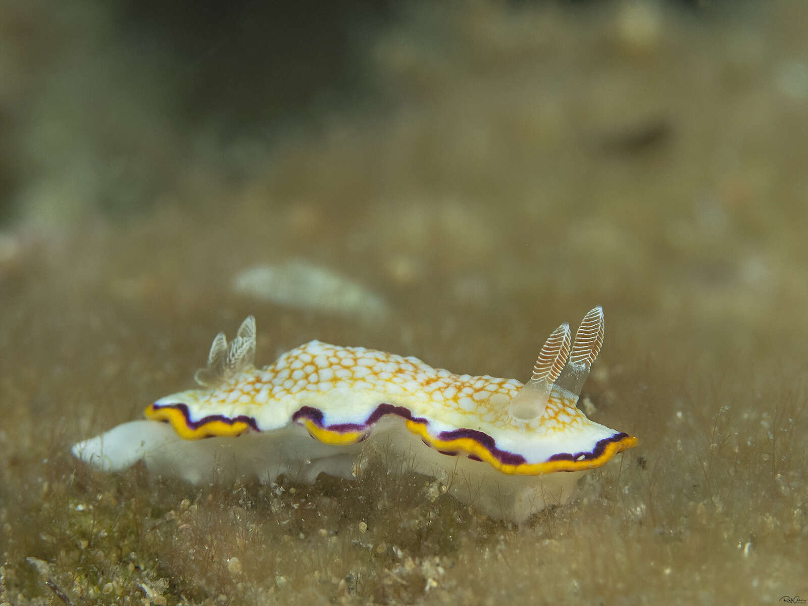 Image de Goniobranchus obsoletus (Rüppell & Leuckart 1830)