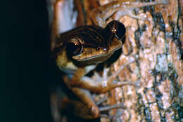 Image of Common Tree Frog