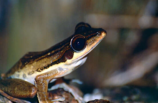 Image of Common Tree Frog