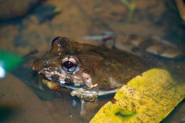 Image of Asian Brackish Frog