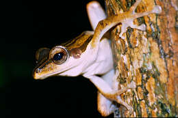 Image of Common Tree Frog