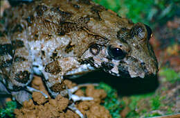 Image of Asian Brackish Frog