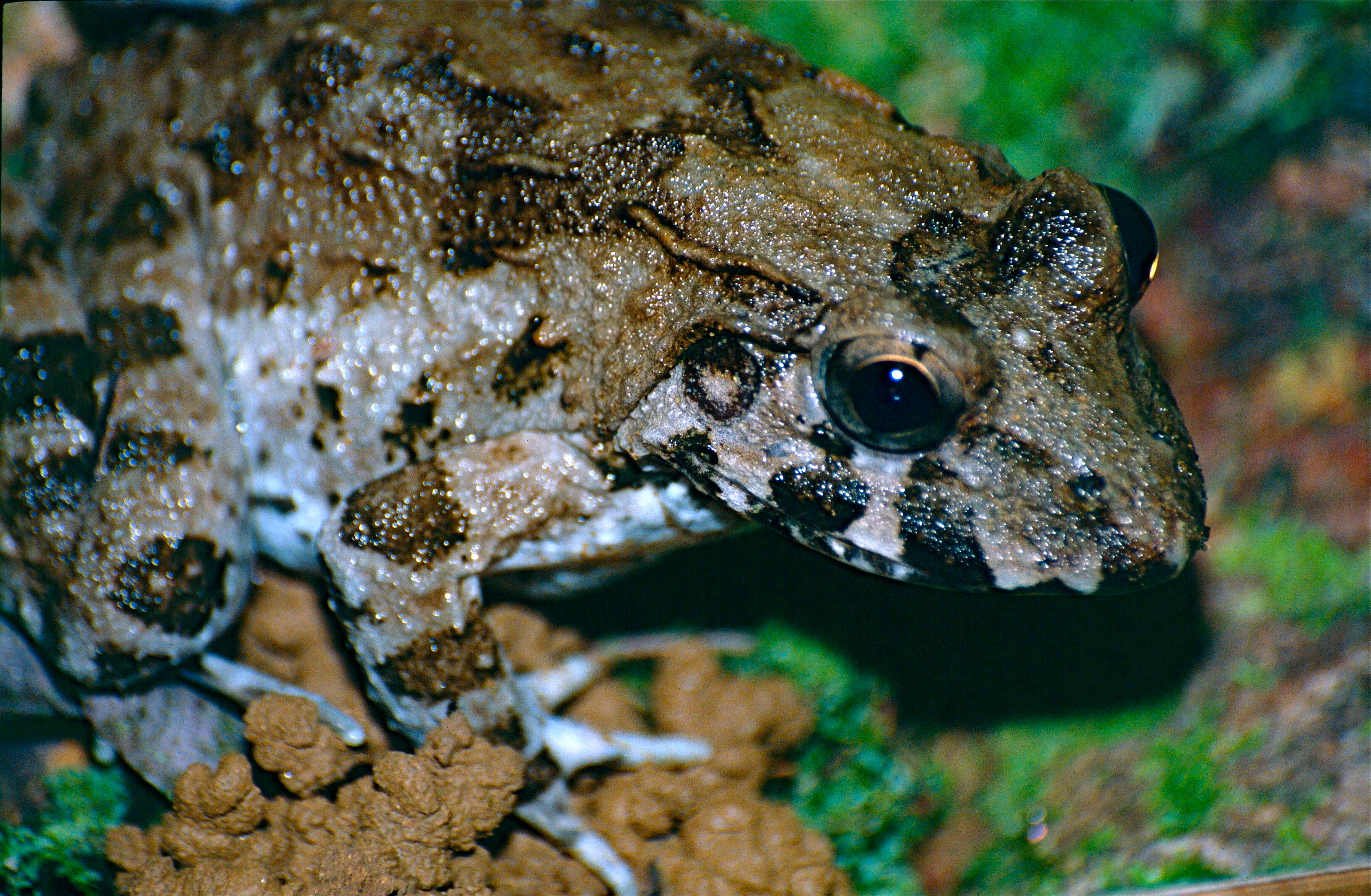 Image of Asian Brackish Frog