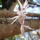 Image of Barkeria strophinx (Rchb. fil.) Halb.