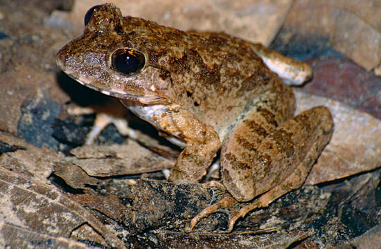 Image of Greater Swamp Frog