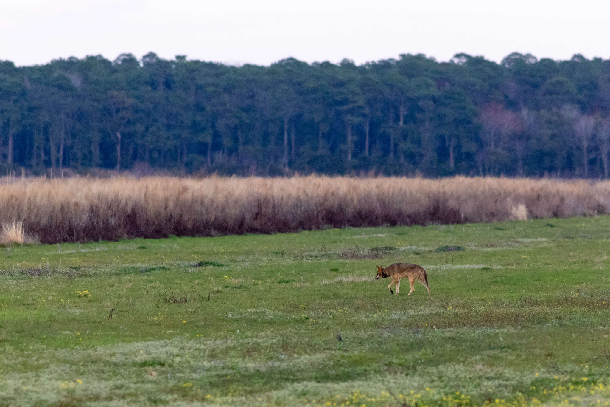 Image of Red wolf