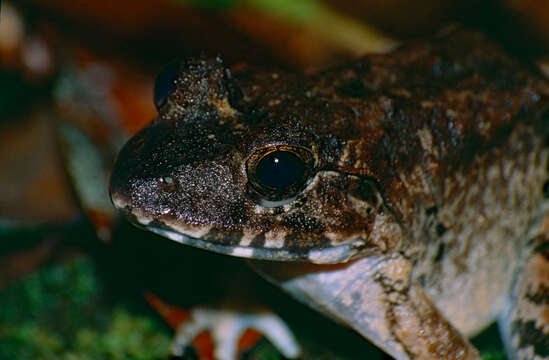 Image of Greater Swamp Frog