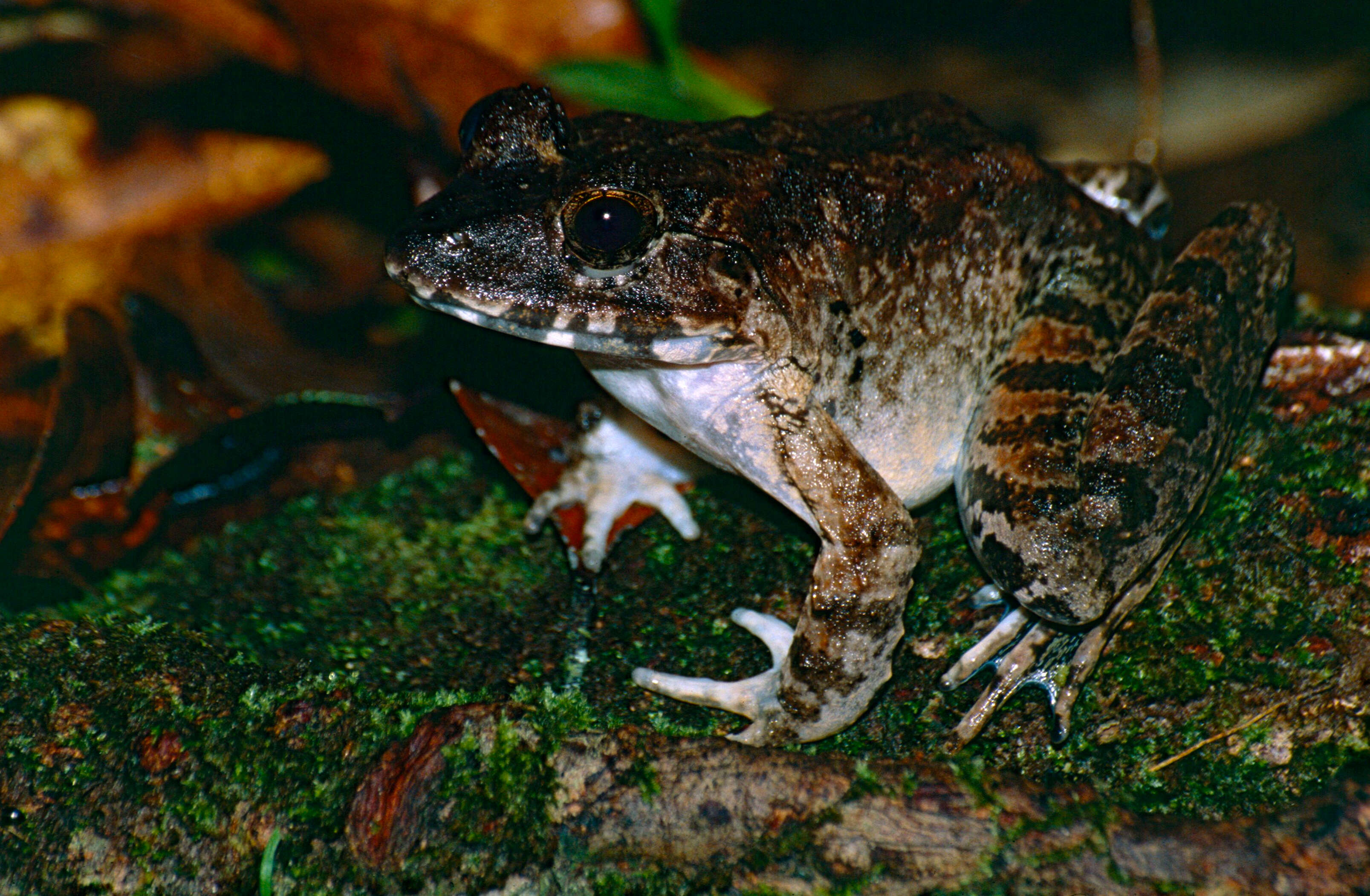 Image of Greater Swamp Frog