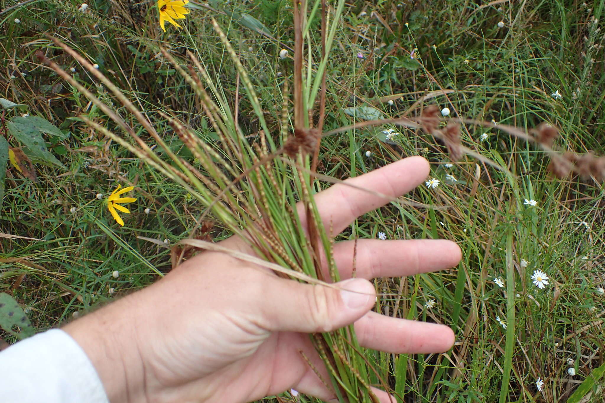 Image of Wrinkled Joint-Tail Grass