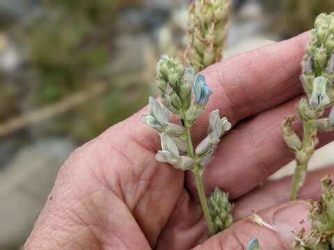 Image of field locoweed