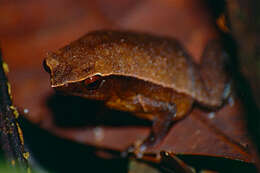 Image of Black-spotted sticky frog