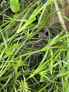 Juncus repens Michx. resmi