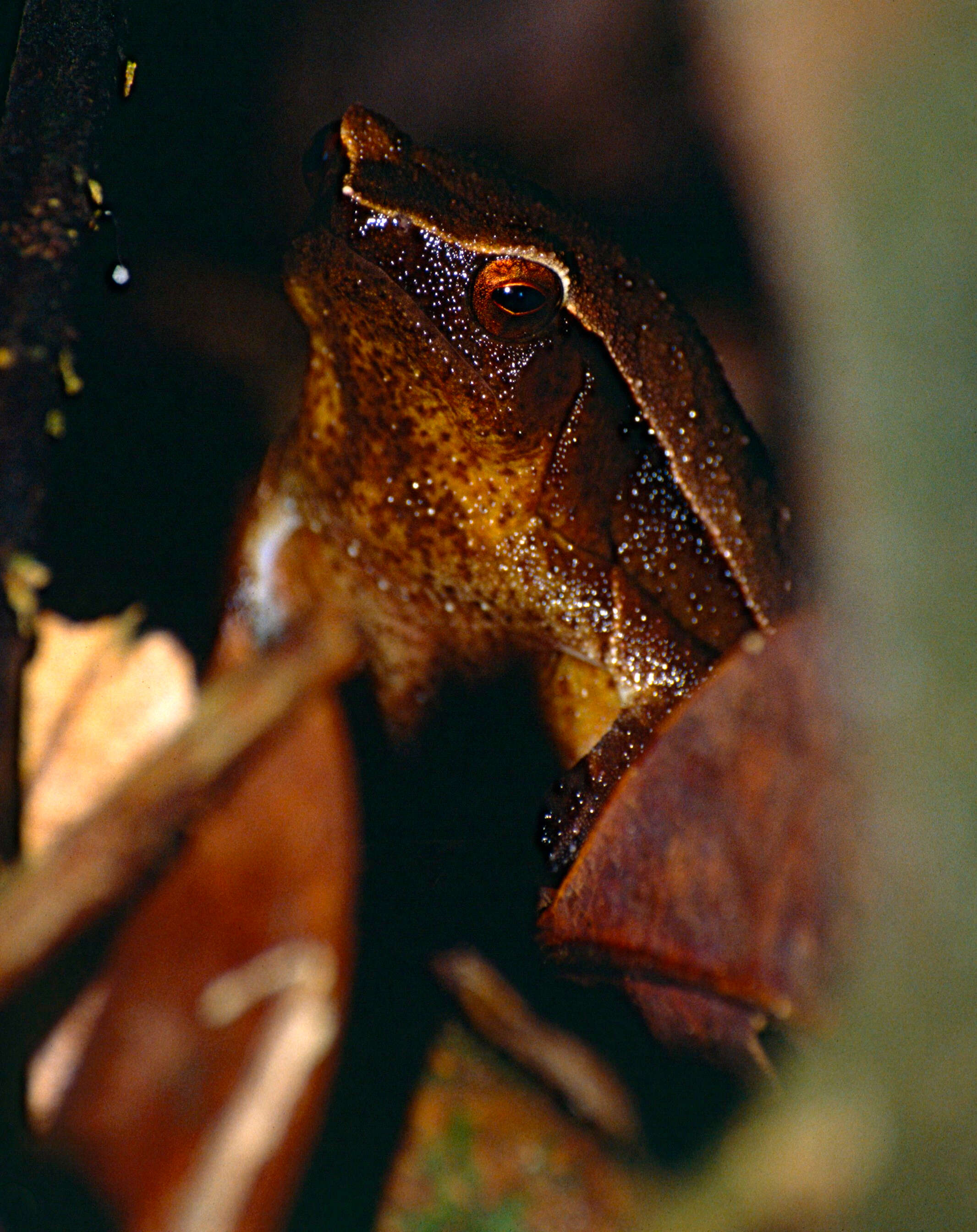 Image of Black-spotted sticky frog