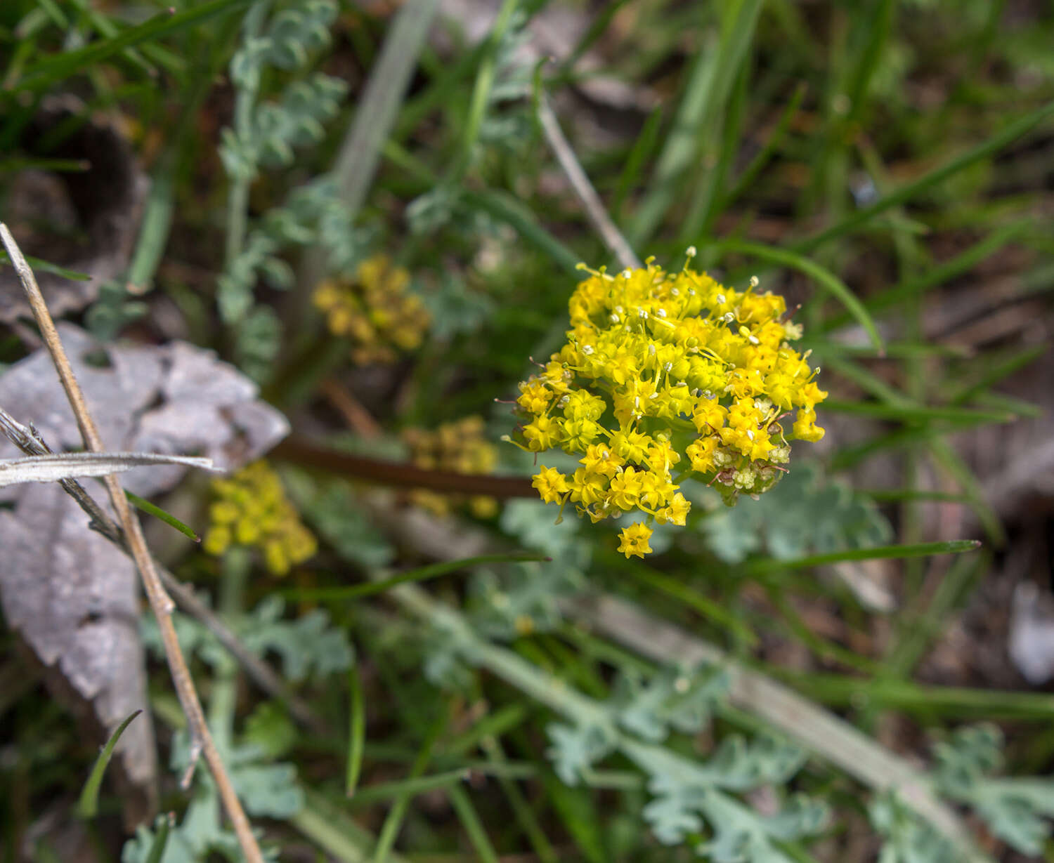 Plancia ëd Aulospermum longipes (S. Wats.) Coult. & Rose