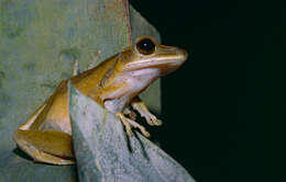 Image of Common Tree Frog